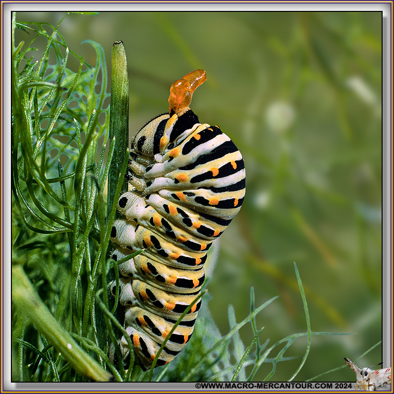 Chenille de Machaon